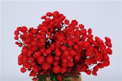 Chr T Verf Stallion Red