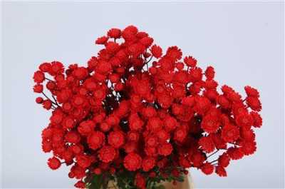 Chr T Verf Stallion Red