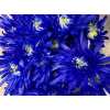 Chr T Verf Topspin Blue