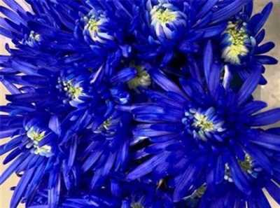 Chr T Verf Topspin Blue