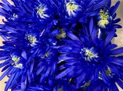 Chr T Verf Topspin Blue