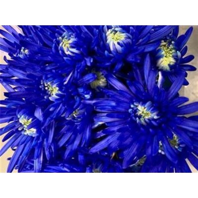 Chr T Verf Topspin Blue