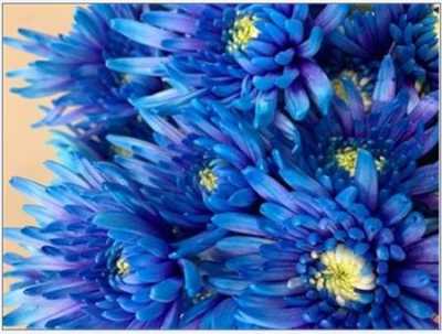 Chr T Verf Topspin Blue Lagoon