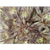 Chr T Verf Topspin Butterfly