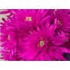 Chr T Verf Topspin Cerise