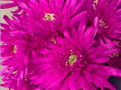Chr T Verf Topspin Cerise