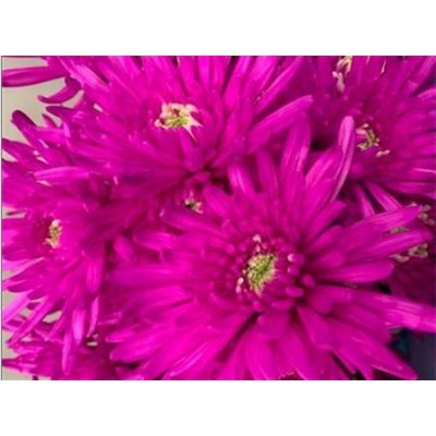 Chr T Verf Topspin Cerise
