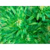 Chr T Verf Topspin Double Mint