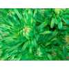 Chr T Verf Topspin Double Mint