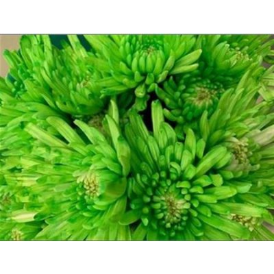 Chr T Verf Topspin Green