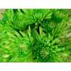 Chr T Verf Topspin Hortensia