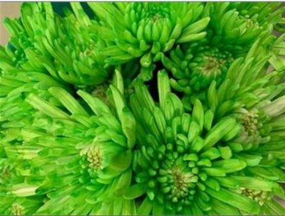 Chr T Verf Topspin Hortensia