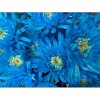 Chr T Verf Topspin Light Blue