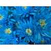 Chr T Verf Topspin Light Blue
