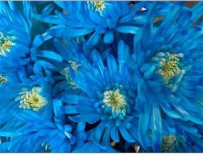 Chr T Verf Topspin Light Blue