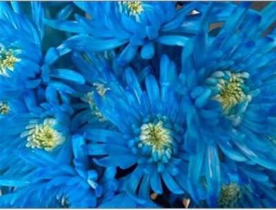Chr T Verf Topspin Light Blue