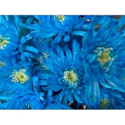 Chr T Verf Topspin Light Blue