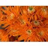 Chr T Verf Topspin Orange