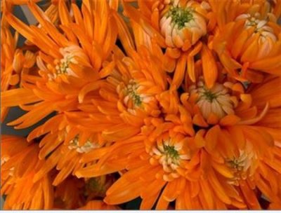 Chr T Verf Topspin Orange