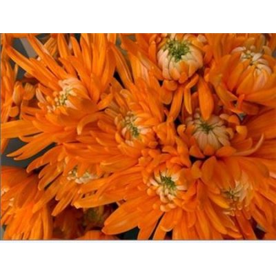 Chr T Verf Topspin Orange