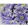Chr T Verf Topspin Pastel Lilac