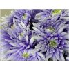 Chr T Verf Topspin Pastel Lilac