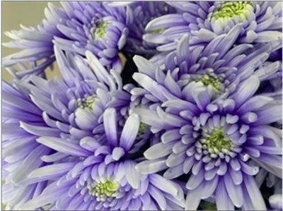 Chr T Verf Topspin Pastel Lilac