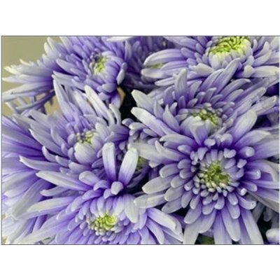 Chr T Verf Topspin Pastel Lilac