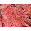 Chr T Verf Topspin Pastel Pink