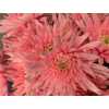Chr T Verf Topspin Pastel Pink