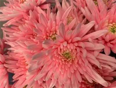 Chr T Verf Topspin Pastel Pink