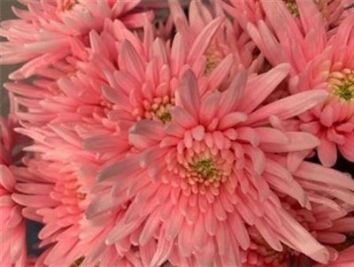 Chr T Verf Topspin Pastel Pink