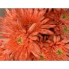 Chr T Verf Topspin Pink
