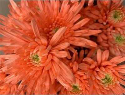 Chr T Verf Topspin Pink