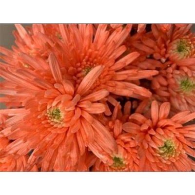 Chr T Verf Topspin Pink