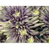 Chr T Verf Topspin Purple Fresh