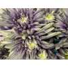 Chr T Verf Topspin Purple Fresh