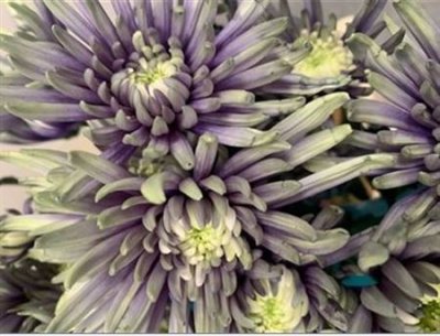 Chr T Verf Topspin Purple Fresh