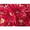Chr T Verf Topspin Red