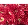 Chr T Verf Topspin Red
