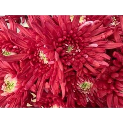 Chr T Verf Topspin Red