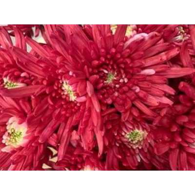 Chr T Verf Topspin Red
