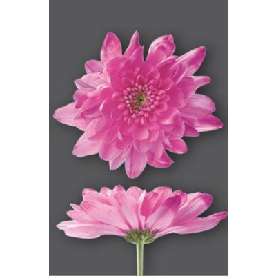 Chr T Verf Zembla Cerise