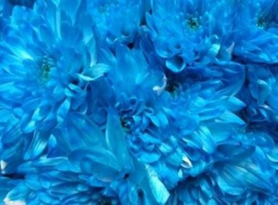 Chr T Verf Zembla Light Blue