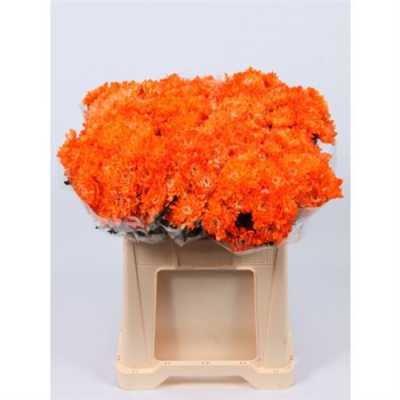 Chr T Verf Zembla Oranje