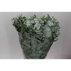 Cinerea 300 Gr