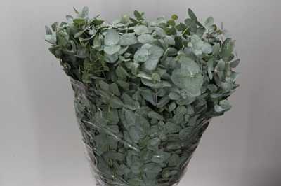 Cinerea 300 Gr