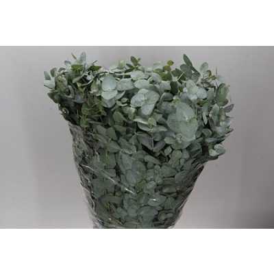Cinerea 300 Gr