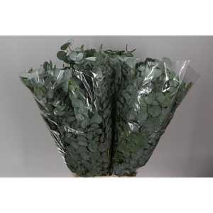 Cinerea 300 Gr Africa X 5