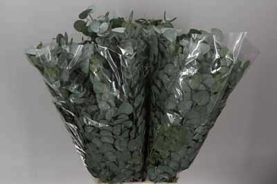 Cinerea 300 Gr Africa X 5